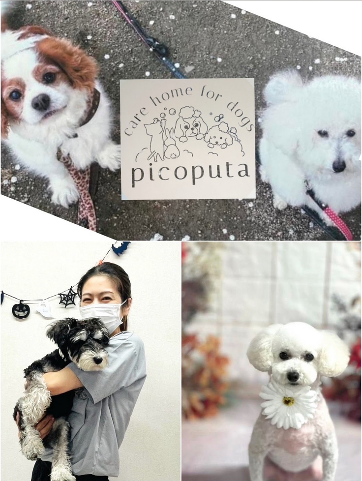 ピコプタ紹介写真