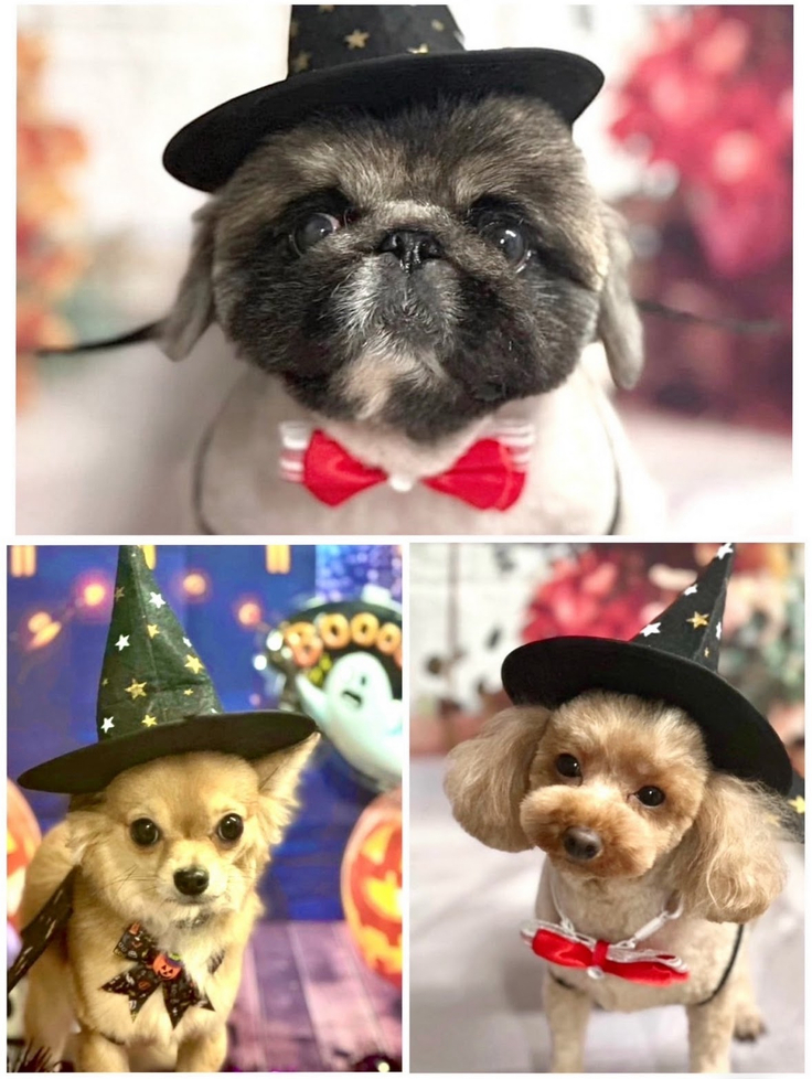 ピコプタ紹介写真