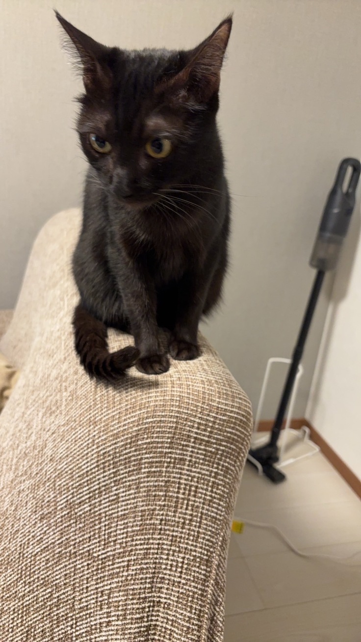 かのことトライアルへ