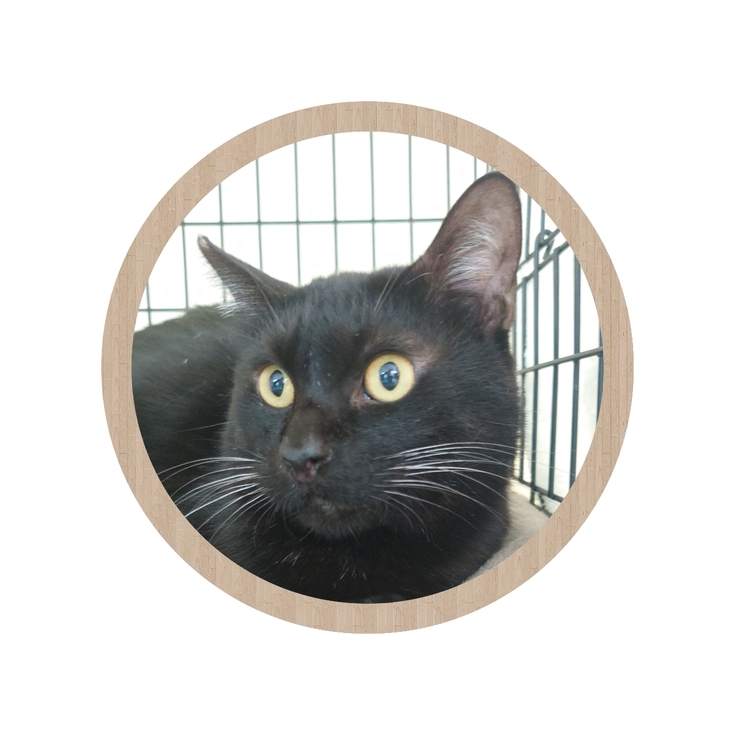 元さくらねこ大ちゃんもトライアルへ