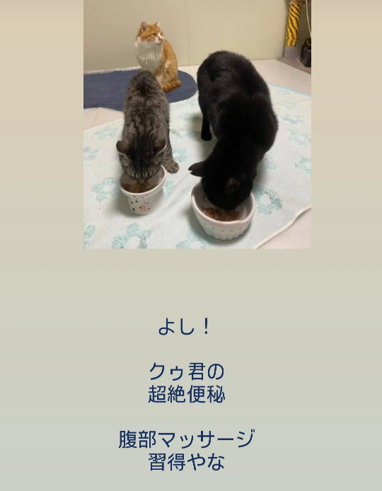 猫のお世話