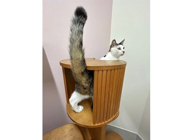 猫舎②キャットタワー.jpg