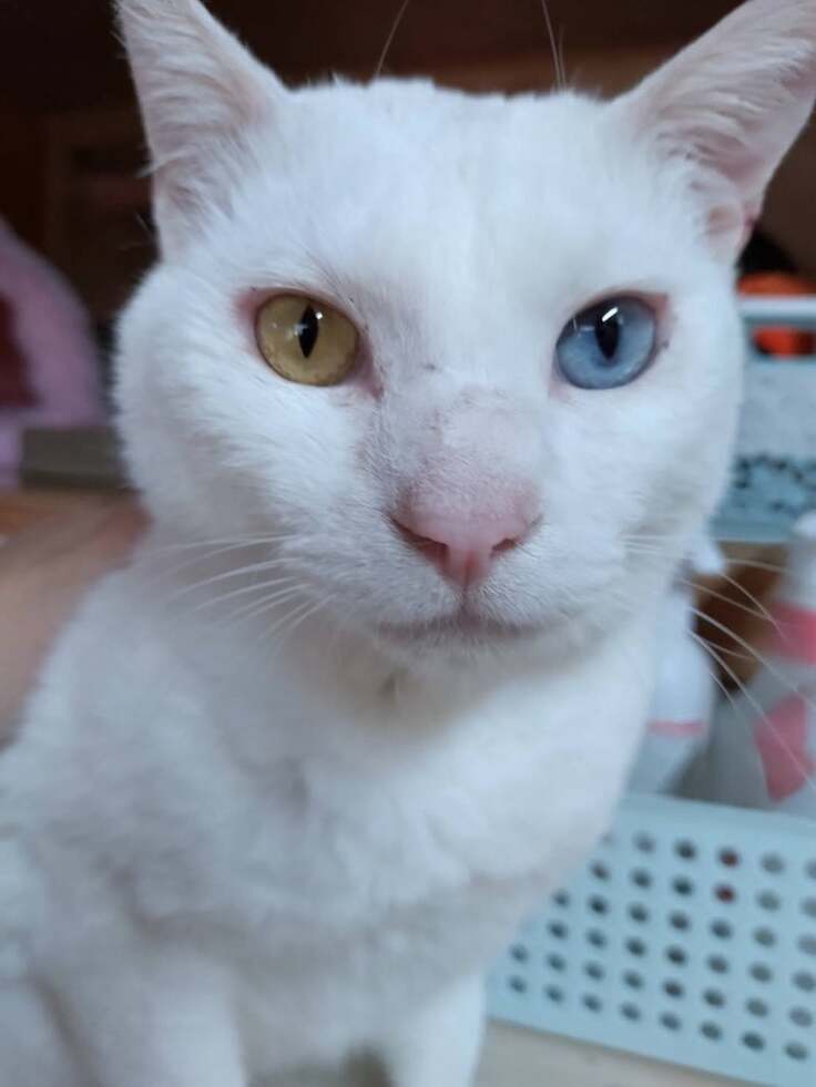 きれいなオッドアイのヒョウ君