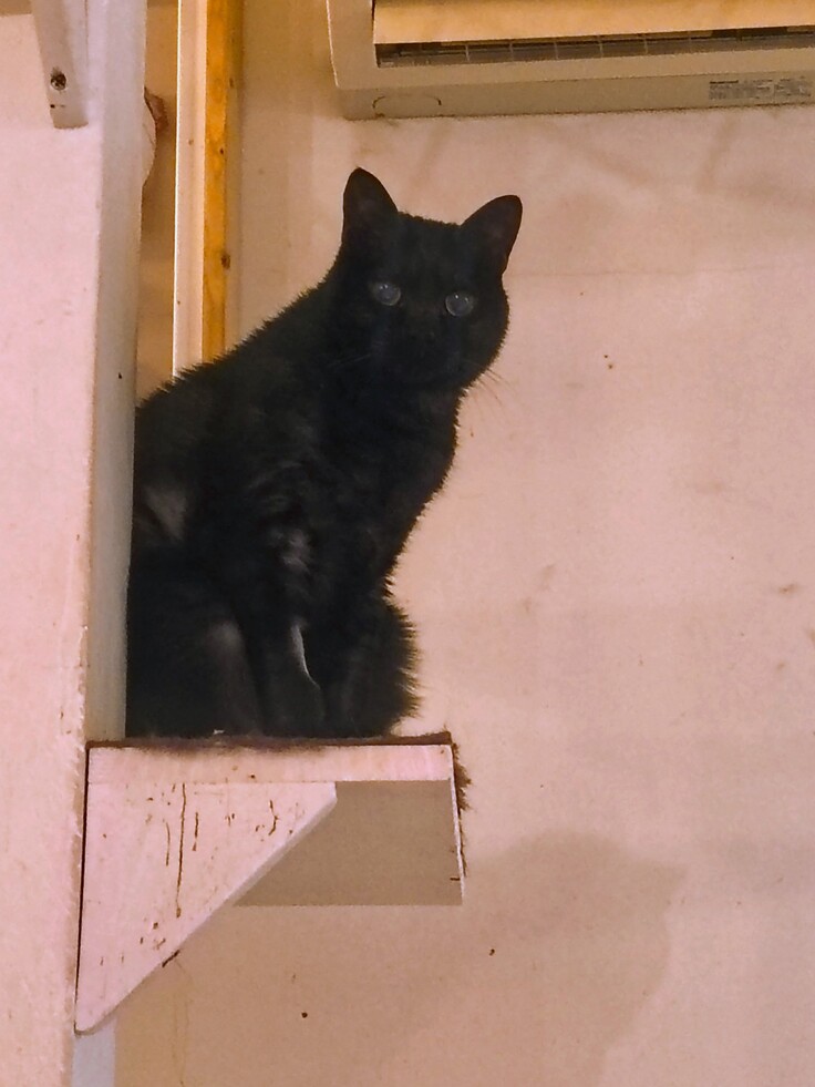 肺腫瘍治療中　ドゥカティ君