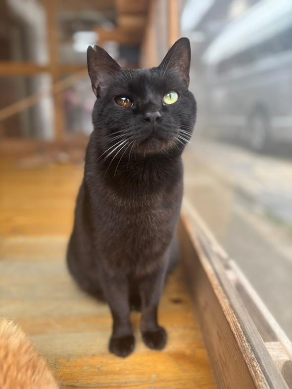 エイズキャリアと手術車