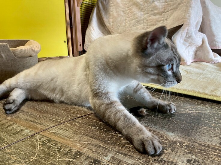 猫白血病キャリアのアズ君