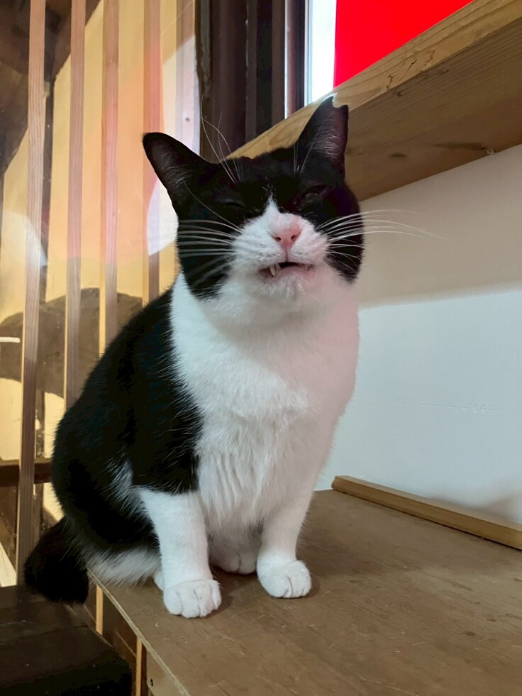 苦情案件になっていたアームちゃん