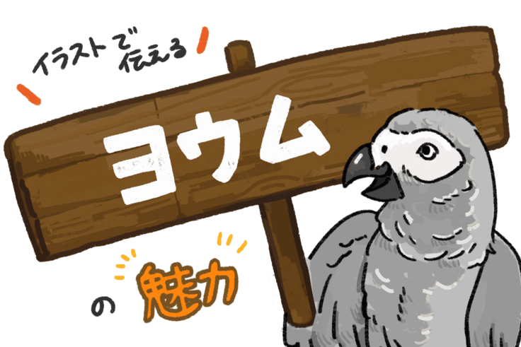イラストで伝える　ヨウムの魅力