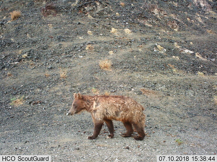 2018 07 10 15 38 47_ゴビヒグマ.JPG