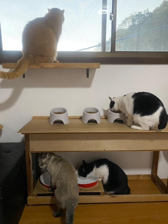 田川の猫カフェ