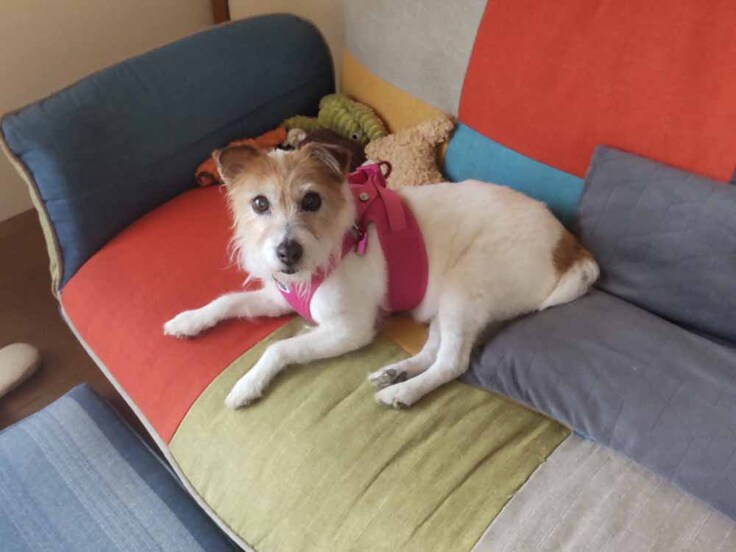 ソファーでくつろぐジャックラッセルテリアのこつぶちゃん