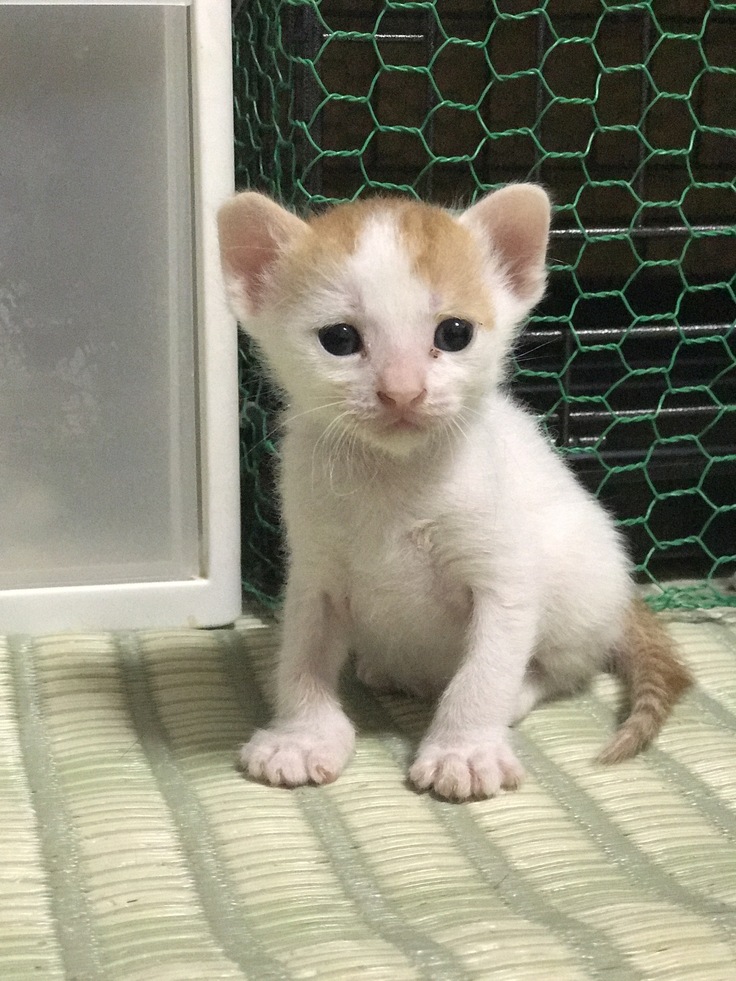 しあわせな一生を過ごしてほしい