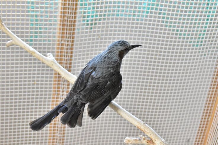 ヒヨドリ(チュッピ)sy (15).JPG