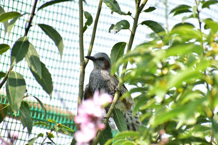 ヒヨドリ(チュッピ)syリリース (1).JPG