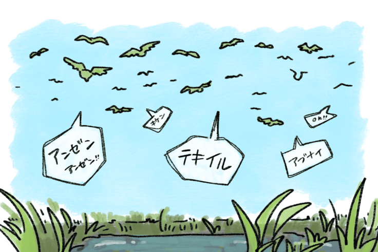 アフリカアオバトの給餌給水