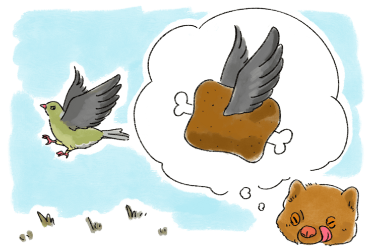 アフリカアオバトのお肉