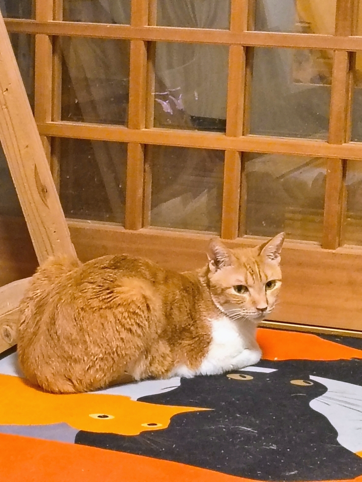 助からないと言われたゼウス