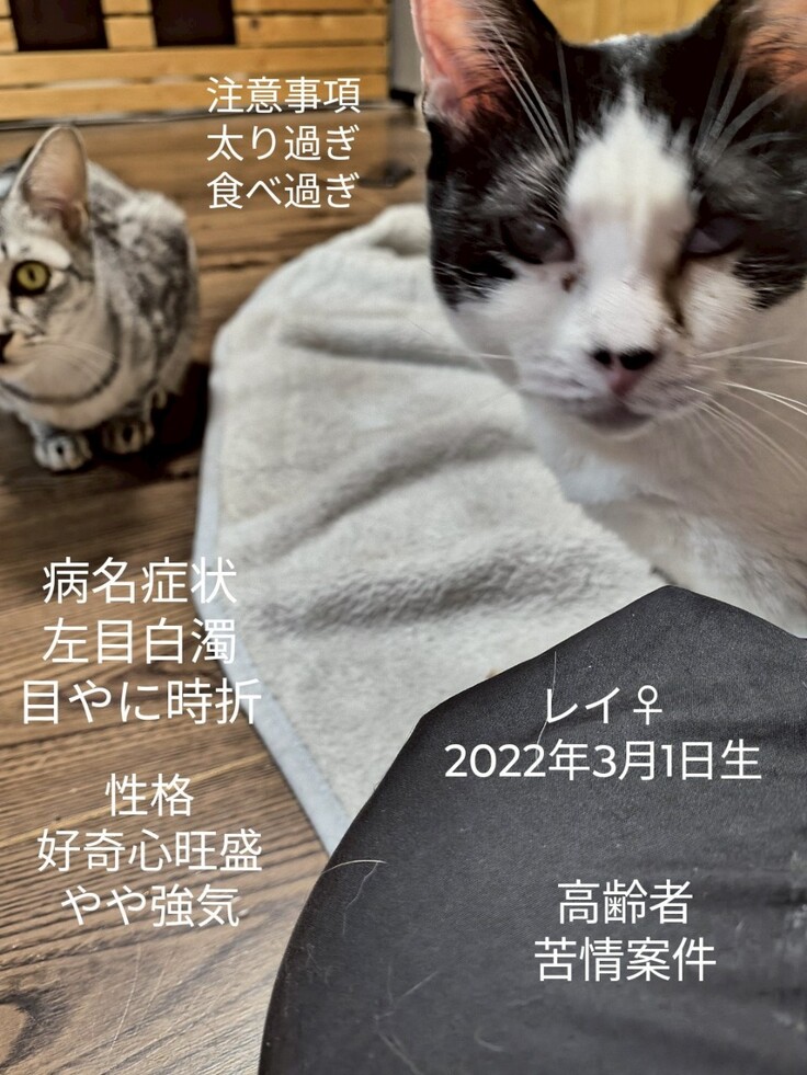 3年前に保護したレイちゃん