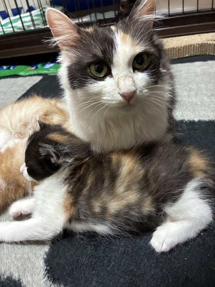 山の猫　月ちゃん