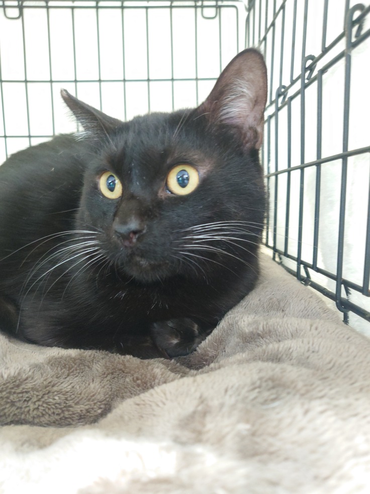 譲渡会参加頑張ってくれました