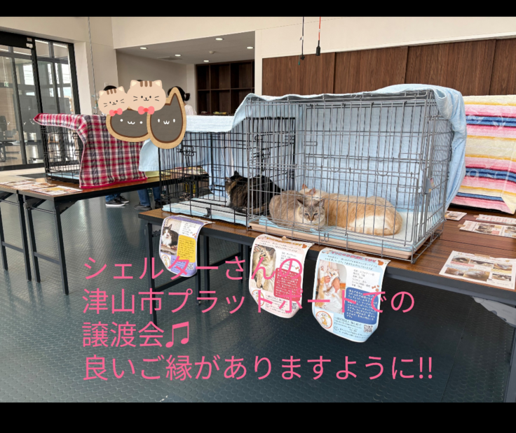 35匹の山の猫達のお世話をしてくださっているシェルターさんの譲渡会!!　良いご縁がありますように!!