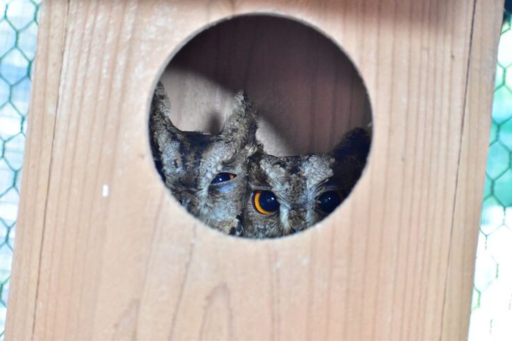 オオコノハズク(ミミ・次朗・三朗・四朗)sy (5).JPG