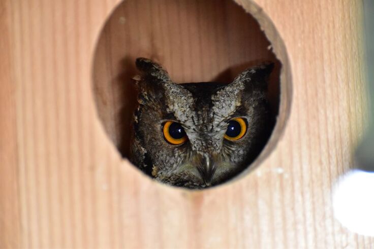 オオコノハズク(ミミ・次朗・三朗・四朗)sy (3).JPG