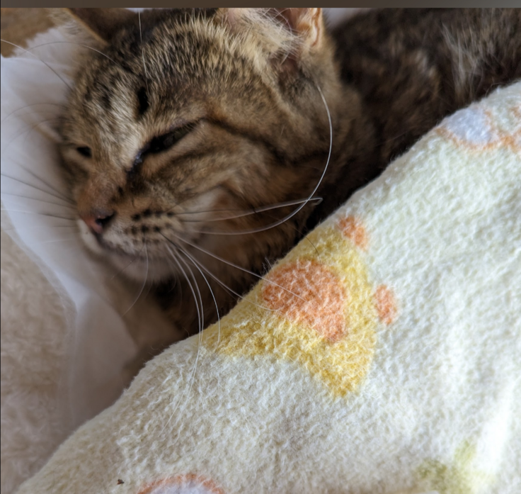 2年前のいよかん