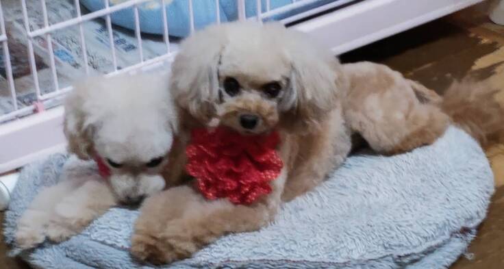 ソファーでお父さん犬ど共に