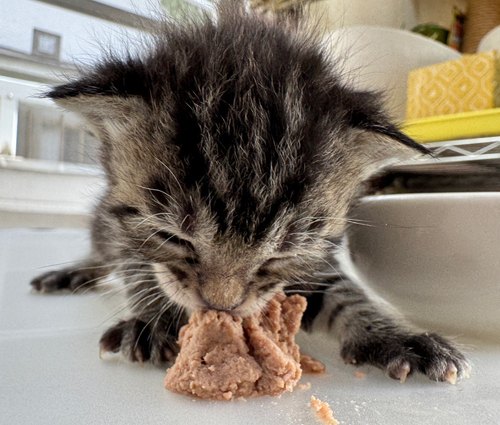 離乳即を食べ始めたこねこね