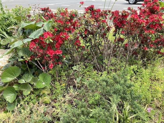 道路の近くの植え込みにある赤色の花と草の写真