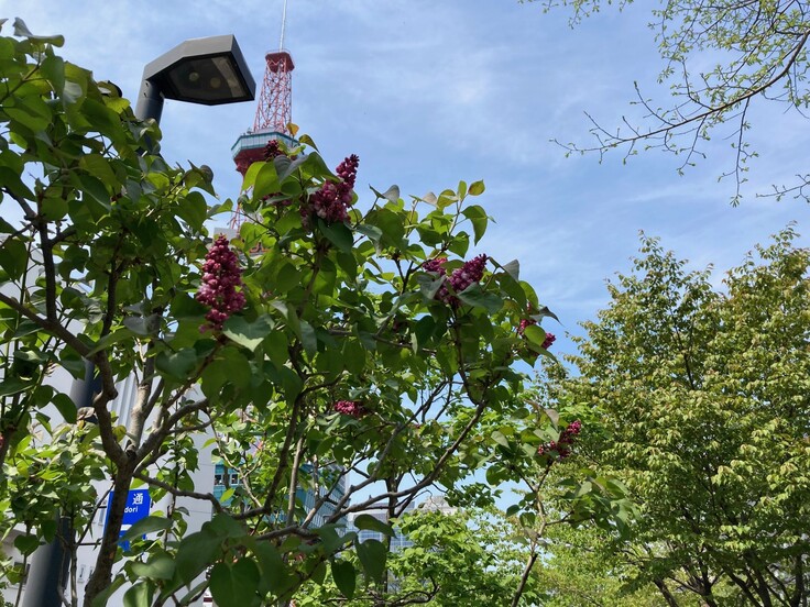 創成川のライラック