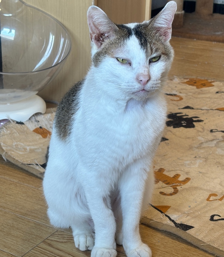 悪性リンパ腫の治療中のみおです