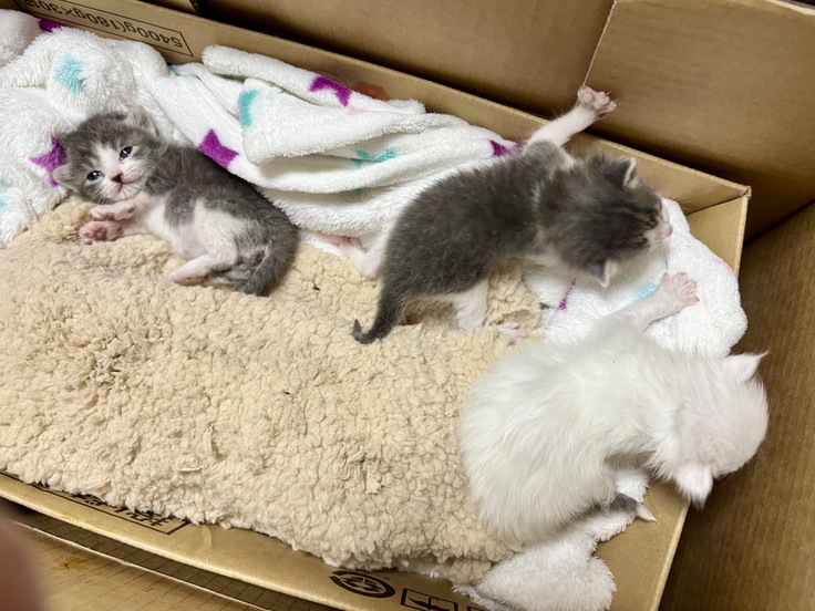 こちらを見ている子が今日来た子