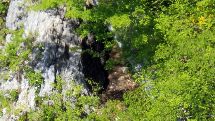 巣には雛も親ワシもいない。 繁殖は育雛中に失敗した
