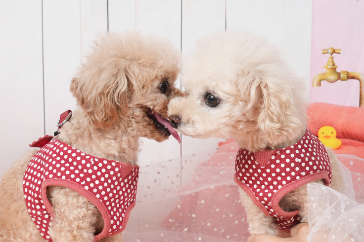 仲良くリンスとシャンプーフォトコンテスト