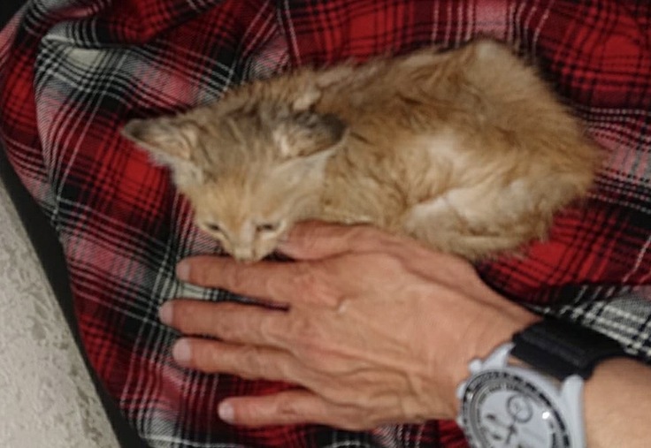 保護された直後