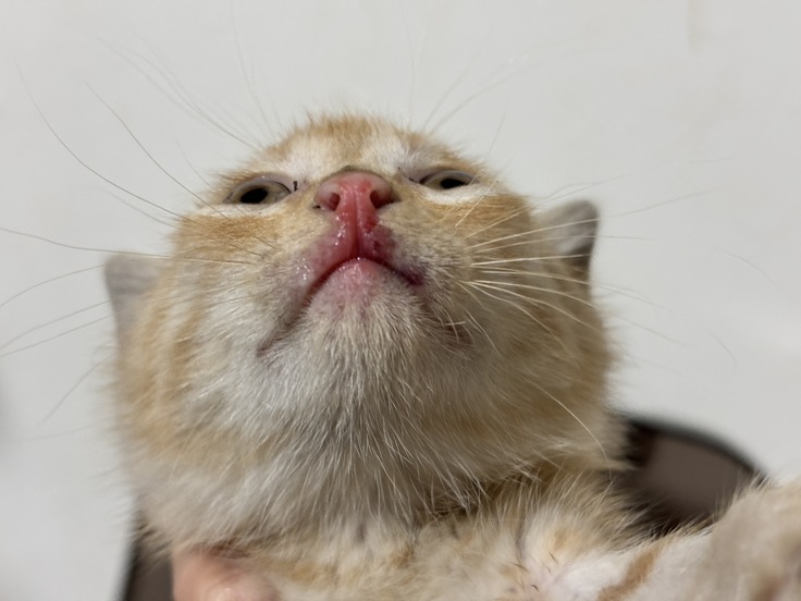 唇の少し腫れていました