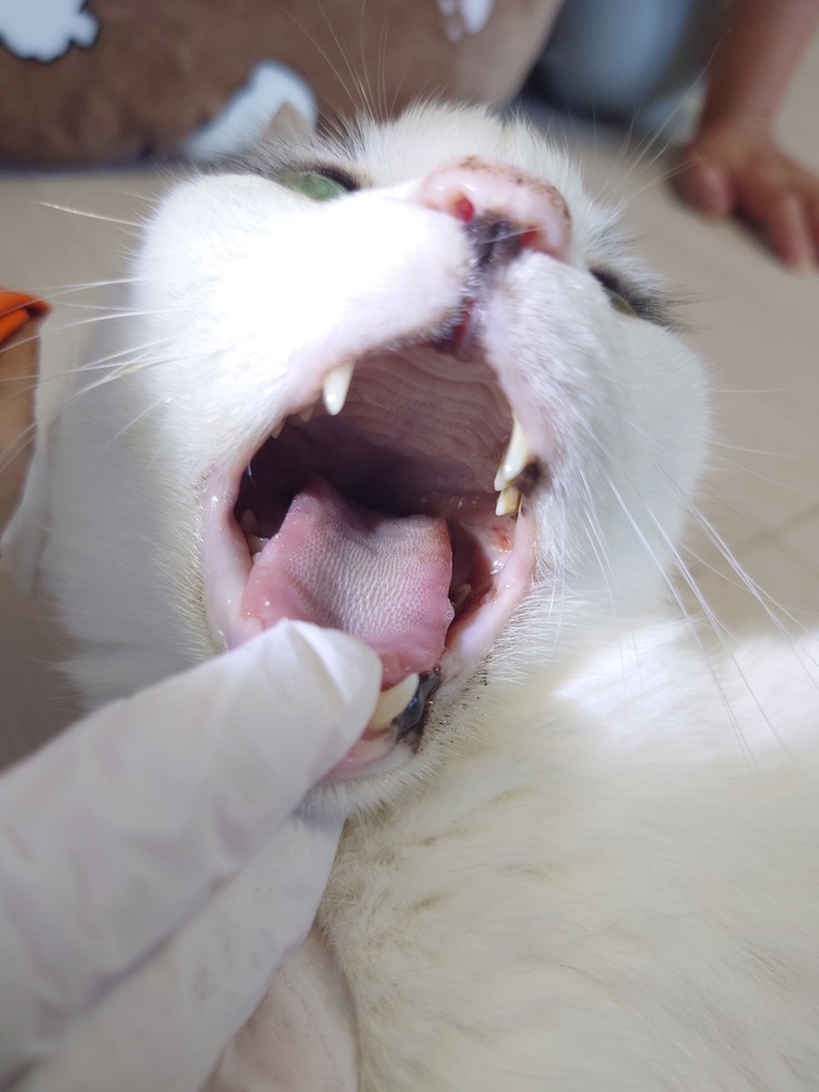 まるちびの口の中