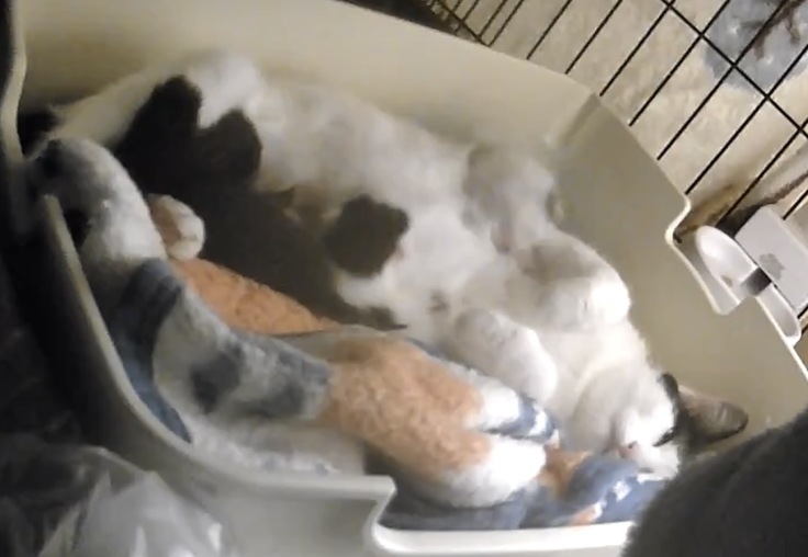 荒らしたけど子育て中はリラックスしている様子