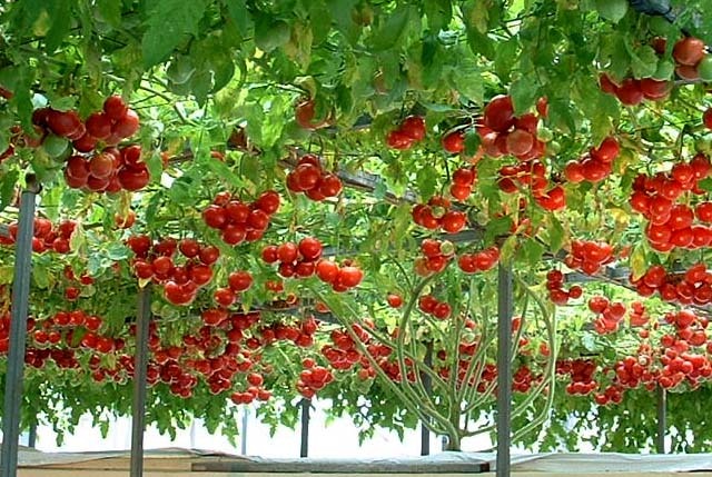 ハイポニカ　トマト