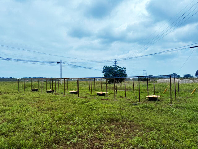 ハイポニカ トマト 棚