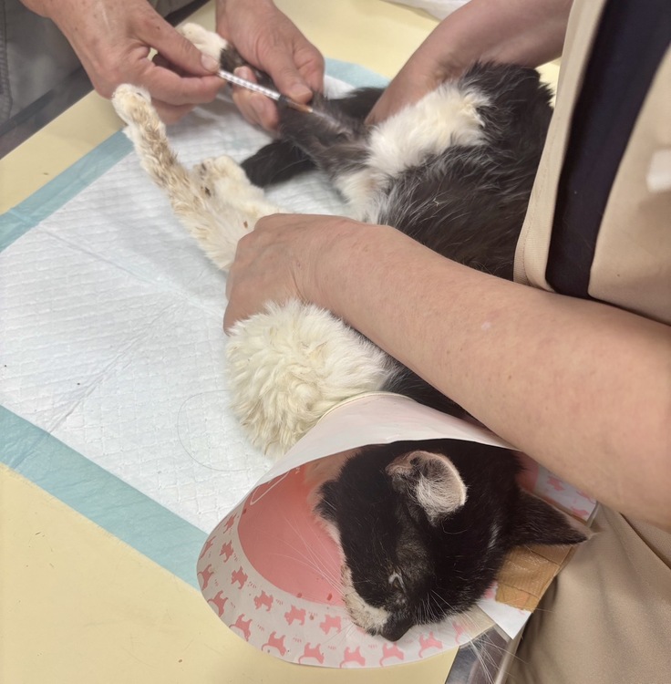 エイズキャリアのリリちゃん