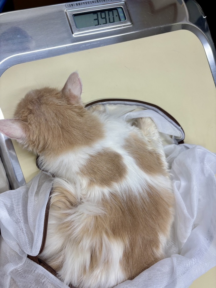 エイズキャリアのティーちゃん