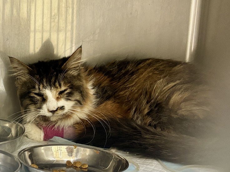 転院し精密検査の入るミミちゃん