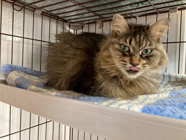 ちょっぴり舌を出すモフちゃん