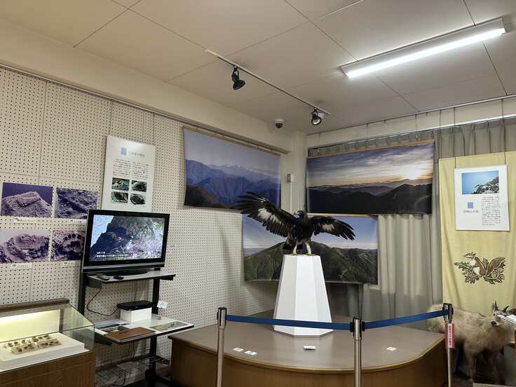 生き生きとしたイヌワシ幼鳥の剥製