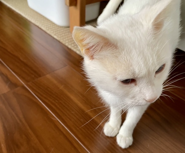 黄疸が進み黄色くなった耳