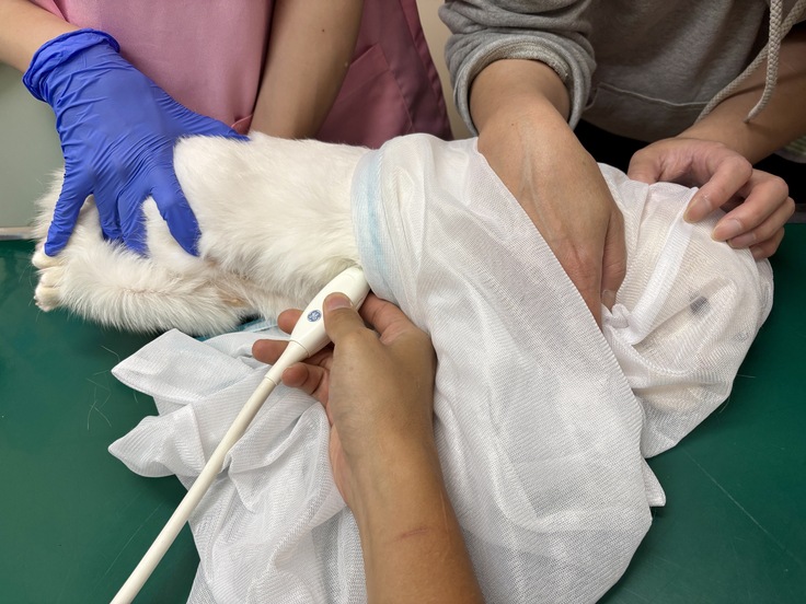 エコーで診察中