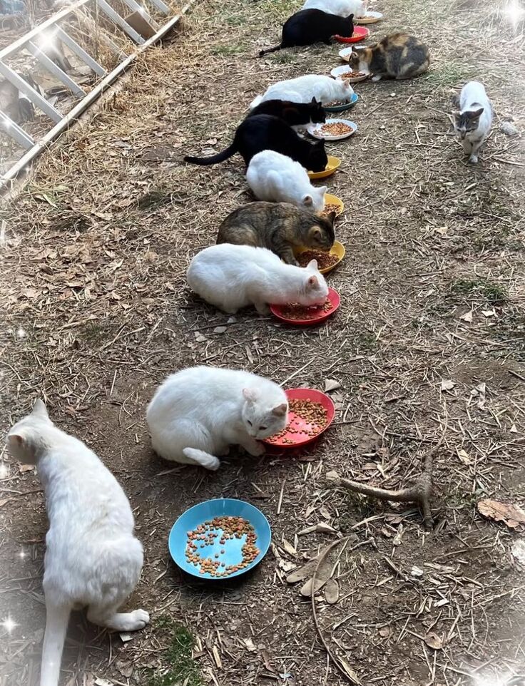 秋産まれの子猫たち